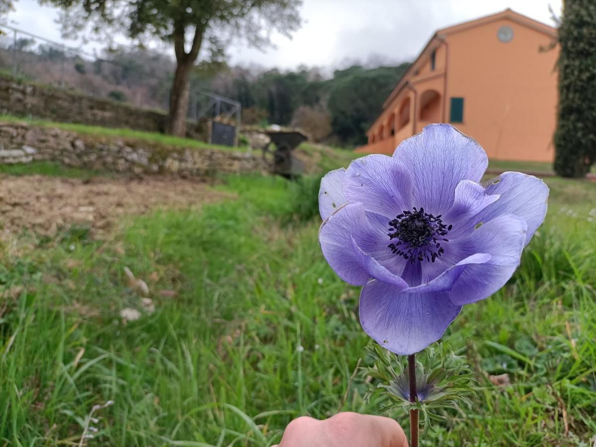 Regno Di Toscana Agroturismo Collesalvetti